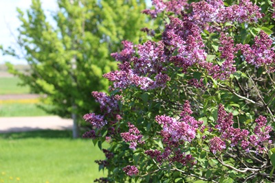 Barbaras Lilacs