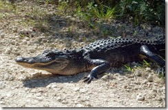 Alligator at edge of Loop Road