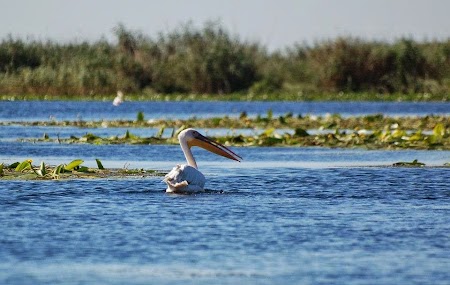 Pelican in Delta Dunarii.jpg
