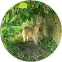 Image Google de Lou -Anne