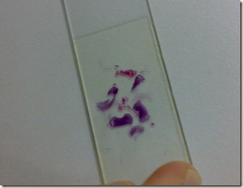 slide tissue gross view- stained