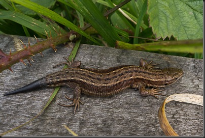 Common Lizard with regrown tail
