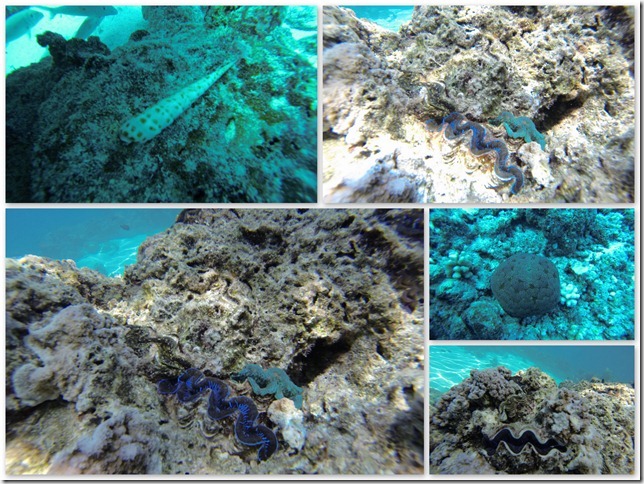 nEO_IMG_0407 Bora Bora Diving
