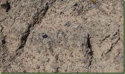 IMG_8847Breccia Outcrop IMG_8847Breccia Outcrop