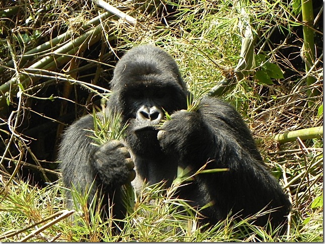 Rwanda_Gorillas (5)