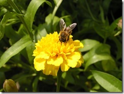 včely na květech 083