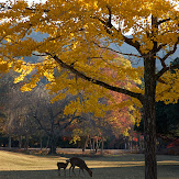 東大寺・紅葉(PK3_0385,60mm,F10,K3)2014yaotomi_.jpg
