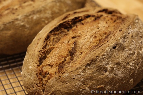 66-percent-sourdough-rye_1951