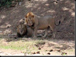 October 24, 2012 two male lions