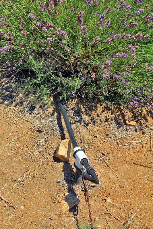 [120720_mt_shasta_lavender_farm_065%255B3%255D.jpg]