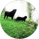 Xendogz Martini profile picture