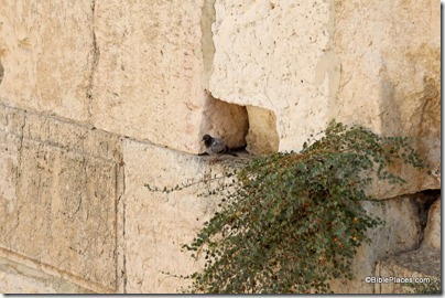 Bird perched on stone of Western Wall, tb090705995 Bird perched on stone of Western Wall, tb090705995