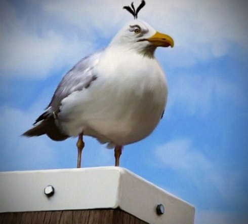 Real-Life-Angry-Birds-005