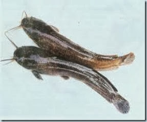 Gambar Ikan Lele