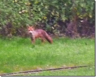 10 fox in cassiobury park