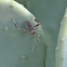 Leaf footed Bug