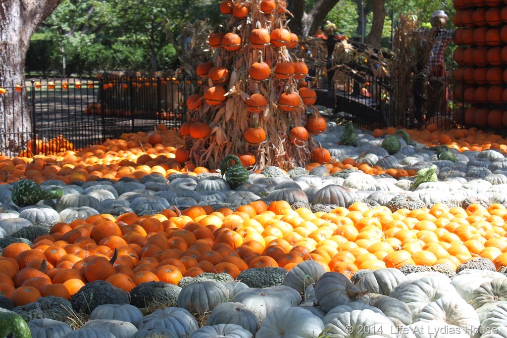 [Dallas-Arboretum---pumpkin-festival-%255B38%255D.jpg]