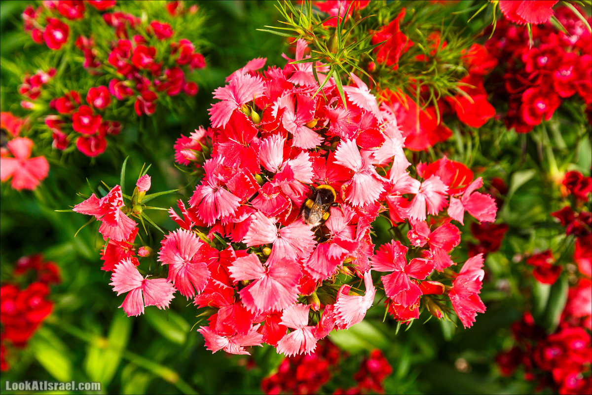 Сельскохозяйственная школа Хава бе-Эден | Hava be-Eden farm | LookAtIsrael.com - Фото путешествия по Израилю | חווה בעדן