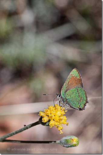 green butterfly on yellow flower - photo by Adrienne Zwart