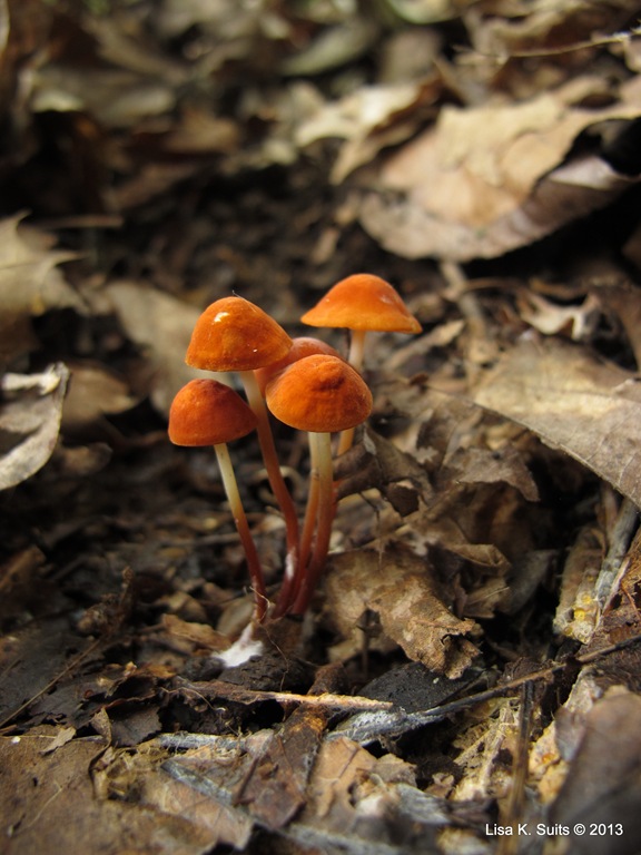[orange-mushrooms-4-tiny7.jpg]