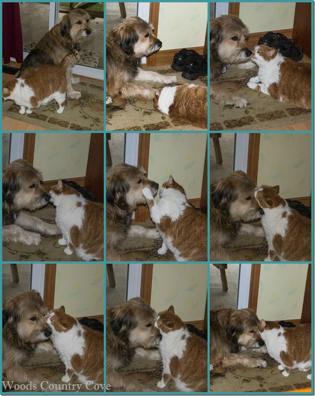 Miggs & Harley Playing 2014PicMonkey Collage