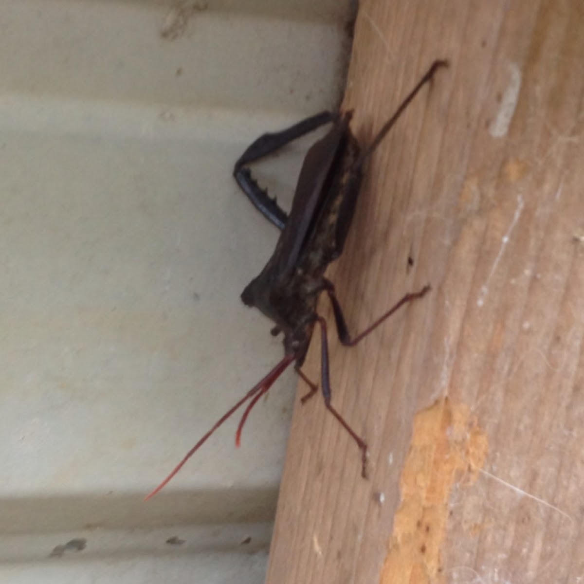 Leaf-Footed Bug