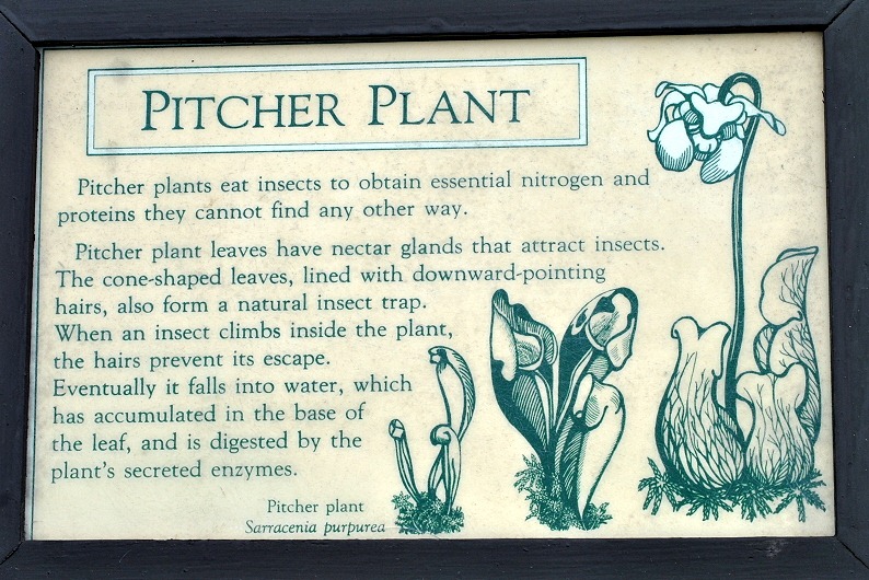 [04w7----Hike---Pitcher-Plant-Sign2.jpg]