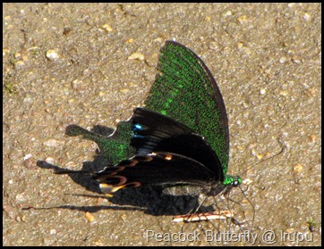 Peacock Butterfly @ Irupu
