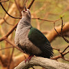 Common Emerald Dove (female)