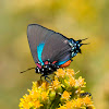 Great Blue (Purple) Hairstreak Butterfly