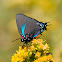 Great Blue (Purple) Hairstreak Butterfly