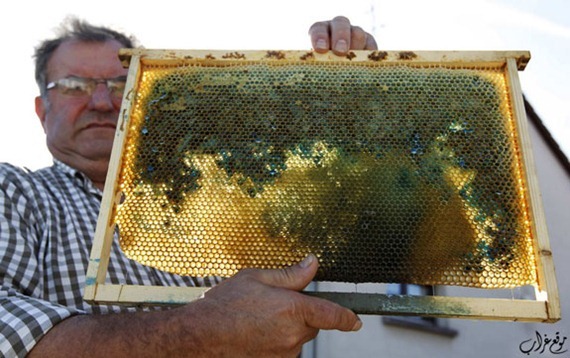 عسل نحل ملوث