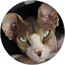 Image Google de Virginie N-M