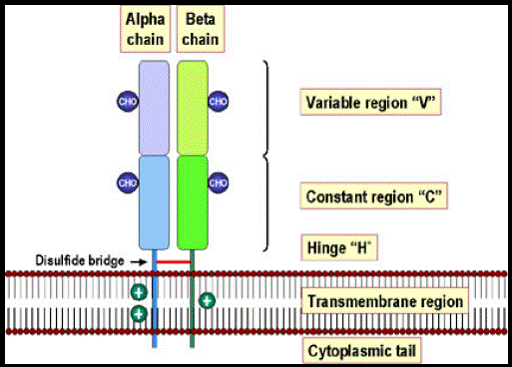 T cell receptor