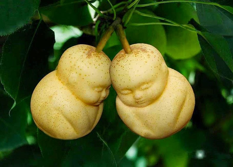 Hasil gambar untuk fruit mould