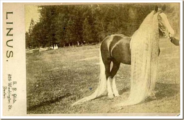 Linus le cheval aux crins les plus long du monde (2)