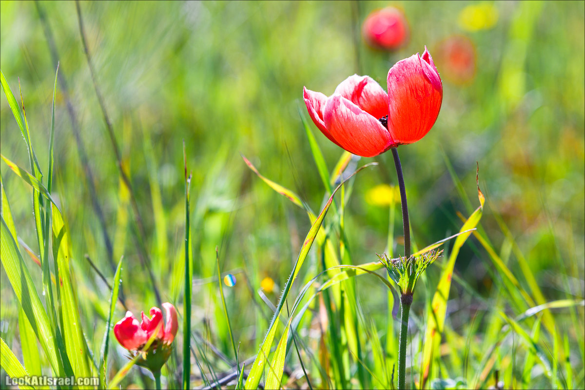 Анемоны (каланиет) пустыни Негев - Фестиваль Даром Адом в LookAtIsrael.com - Фото путешествия по Израилю | Red South festival of anemones in Negev | דרום אדום - קלניות בבארי