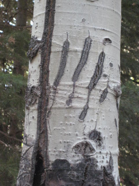 American black bear claw marks