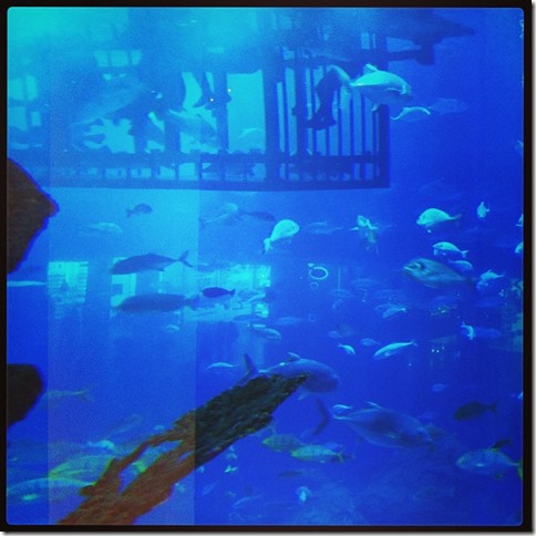 0416.dubai.aquarium