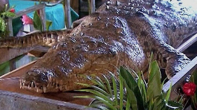 Chôn cất chú cá sấu Costa Rica nổi tiếng