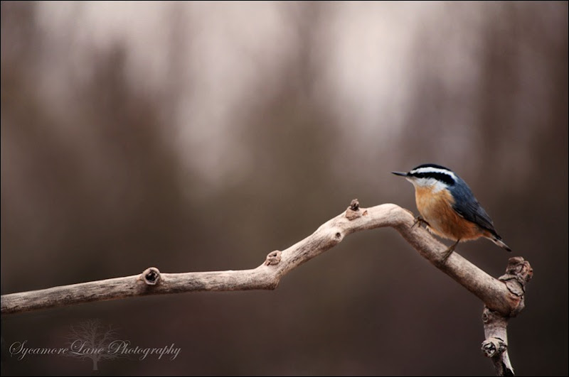 Red breasted Nuthatch-w-logo-SycamoreLane Photography