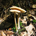 Entoloma Mushroom