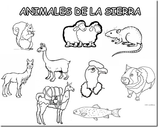 Animales De La Region Sierra Dibujo Imagui