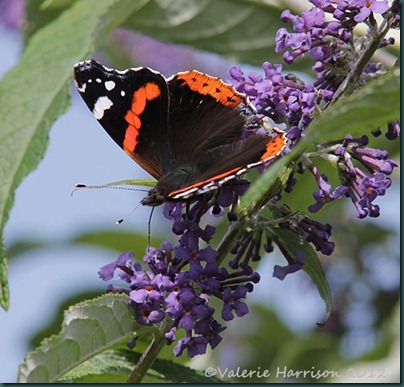 Red-Admiral