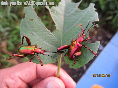 Kumbang Kaki Kodok – Sagra sp._4