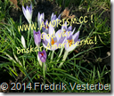 2014-03-09 12.24.00 (1) krokus blå med amorism text.png