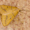 Yellow Belle Moth
