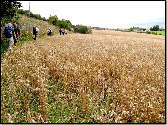 Unharvested field between the LMS Railway and White Bridge Brook