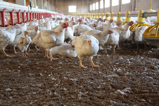 Perdue Foods Claims Its Chicken s to be Antibiotic Free