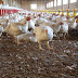 PERDUE alimentos reclamos su pollo s ser antibiótico libre